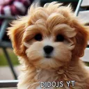 didojs YT