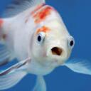 FISH HOLE Discord Server Icon