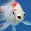 FISH HOLE Discord Server Icon