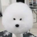 googuscord Discord Server Icon