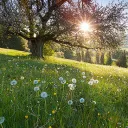 Wingwood Manor Discord Server Icon