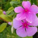Peaceful Showers