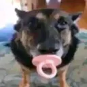 Sexo