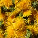 Herbal medicine group