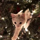 ୨ ❄ || Hot cocoa ﹒🎄 discord icon