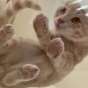 Kodi's Cattery