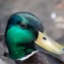 King Quacky's Server
