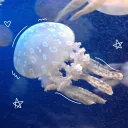 ⋆｡⋆. 𝘴𝘱𝘭𝘰𝘰𝘴𝘩𝘪𝘦 .⋆｡⋆ discord icon