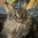 Car. Discord Server Icon