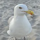 ДУРДВЕРЬ