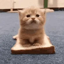 •Kittens🐈• — мониторинг Discord сервера, статистика и рейтинг