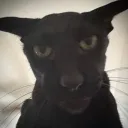 NYEHA icon