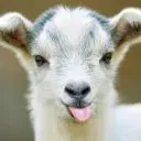 𝐋𝐞𝐬 𝐛𝐢𝐪𝐮𝐞𝐭𝐭𝐞𝐬 🐐