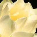 Women-Centered Relationships Discord Server Icon