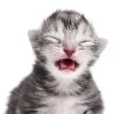 TEAM FAZ-XUS!!!