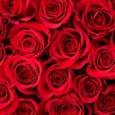 The Rosegarden