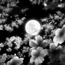 Lunacy