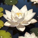 GA | Lotus