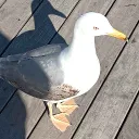 Comunidad gaviota