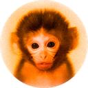 The Monke Army Discord Server Icon