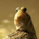 Clown central 🤡 discord icon