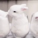 ₊ ⊹ ⪩⪨ ┆bunbuns wrld .ᐟ ‹𝟥 discord icon