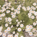 ✦ ₊° Chiwawa┆Neuro °₊ ✦