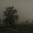 AURAX