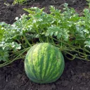 Mekele's watermelon field