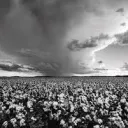 Conot’s cotton field