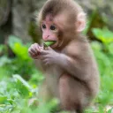 Cutie Monkeys