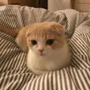 Gatunos Amigos Discord Server Icon