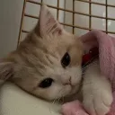 ﹒Luscious discord icon