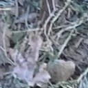 ❄Neckbeard gaming❄ discord icon