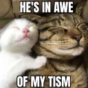 meow central