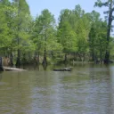 The Frogswamp