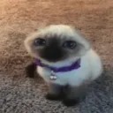 Joelsitu's Community  Discord Server Icon