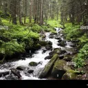 Warrior Cats of the Forest discord icon