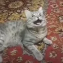 ❄ $котобойник 🎄