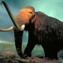 Megafauna Rewilding