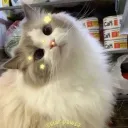 ・⟢   🐾   ・   starpaws   ・