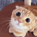 meow time Discord Server