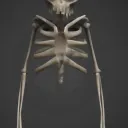 skeleton tag
