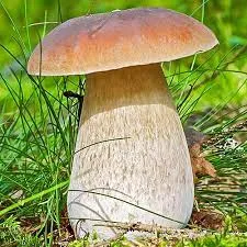 Грибная Империя | Fungus Imperium — мониторинг Discord сервера, статистика и рейтинг