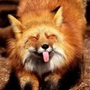 foxhole frenz