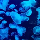 '-'_꩜ 𝘩𝘪𝘥𝘥𝘦𝘯 𝘴𝘱𝘳𝘪𝘯𝘨𝘴 ꩜_'-' discord icon