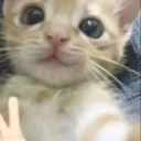 *˚・Artemis' Circle・˚* Discord Server Icon