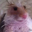 owned by падоке