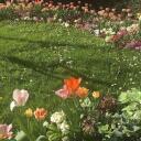 . ̊.secret garden . Discord Server Icon