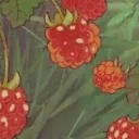 ___ ★₊˚﹟🎸 ' Nova's Constellation ~ ' discord icon